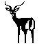 Antilope